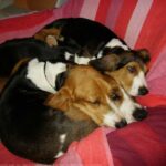 Basset Artesien Normand