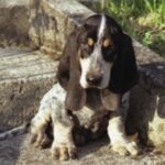 Basset Bleu De Gascogne