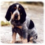 Basset Bleu De Gascogne