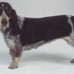 Basset Bleu De Gascogne