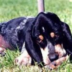 Basset Bleu De Gascogne