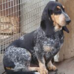 Basset Bleu De Gascogne