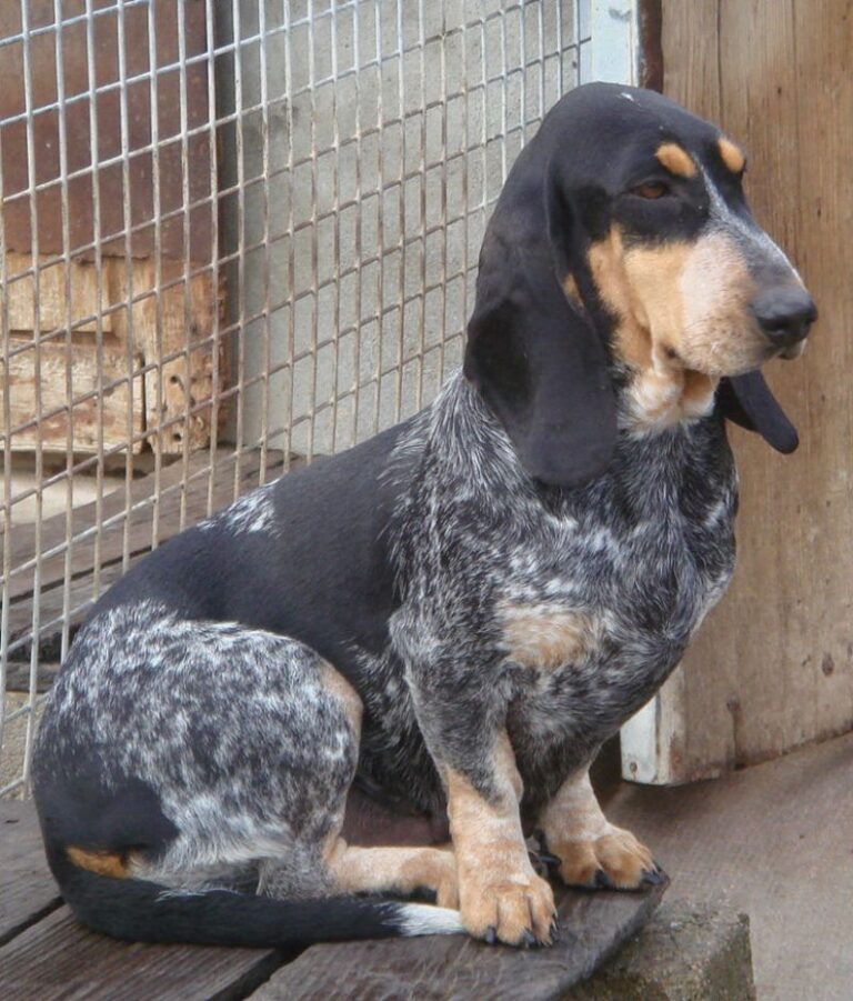 Basset Bleu De Gascogne
