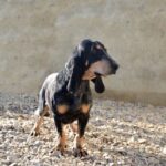 Basset Bleu De Gascogne