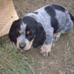 Basset Bleu De Gascogne