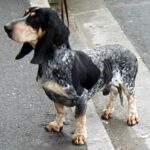 Basset Bleu De Gascogne