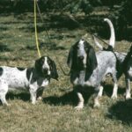Basset Bleu De Gascogne