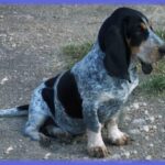 Basset Bleu De Gascogne