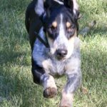 Basset Bleu De Gascogne