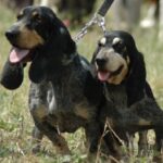 Basset Bleu De Gascogne