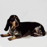 Basset Bleu De Gascogne