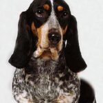 Basset Bleu De Gascogne