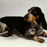 Basset Bleu De Gascogne