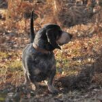 Basset Bleu De Gascogne