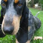 Basset Bleu De Gascogne