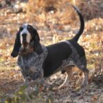 Basset Bleu De Gascogne