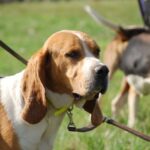 Basset d’Artois