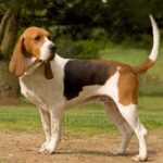 Basset d’Artois