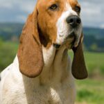 Basset d’Artois