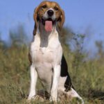 Basset d’Artois