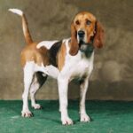Basset d’Artois