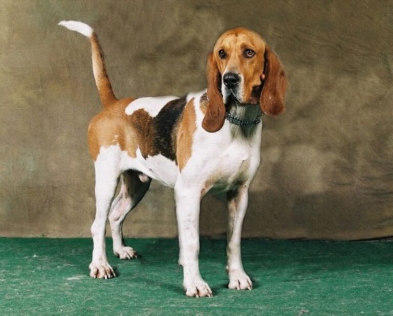 Basset d’Artois