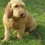 Basset Fauve De Bretagne