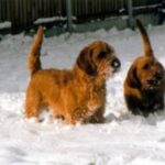 Basset Fauve De Bretagne
