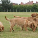 Basset Fauve De Bretagne