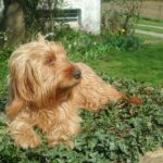 Basset Fauve De Bretagne