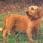 Basset Fauve De Bretagne