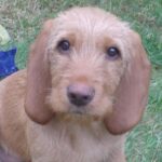 Basset Fauve De Bretagne