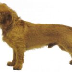 Basset Fauve De Bretagne