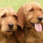 Basset Fauve De Bretagne