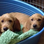 Basset Fauve De Bretagne