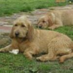 Basset Fauve De Bretagne
