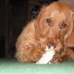 Basset Fauve De Bretagne