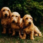 Basset Fauve De Bretagne