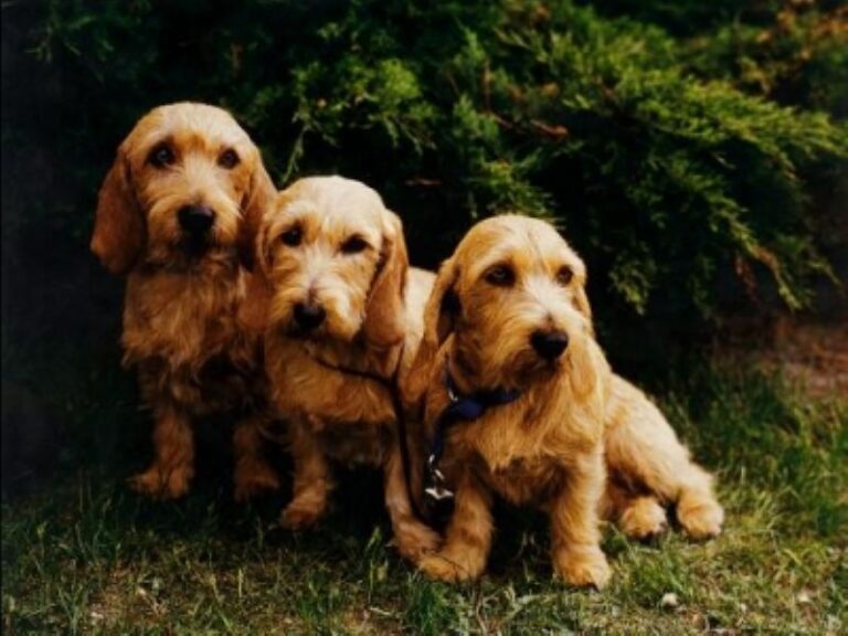 Basset Fauve De Bretagne