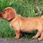 Basset Fauve De Bretagne