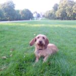 Basset Fauve De Bretagne
