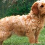 Basset Fauve De Bretagne