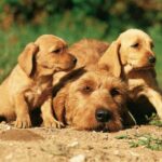 Basset Fauve De Bretagne