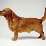 Basset Fauve De Bretagne