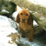 Basset Fauve De Bretagne