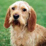 Basset Fauve De Bretagne