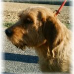 Basset Fauve De Bretagne