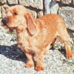 Basset Fauve De Bretagne