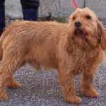 Basset Fauve De Bretagne