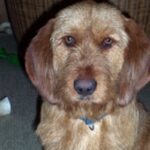 Basset Fauve De Bretagne